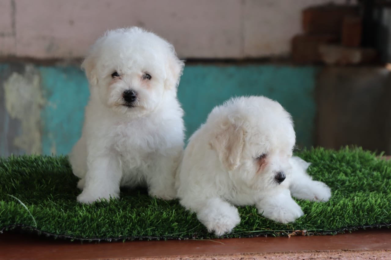 Buy Vaccinated  Maltese Puppy from Hyderabad